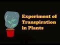 Transpiration and Water Vapor Experiment