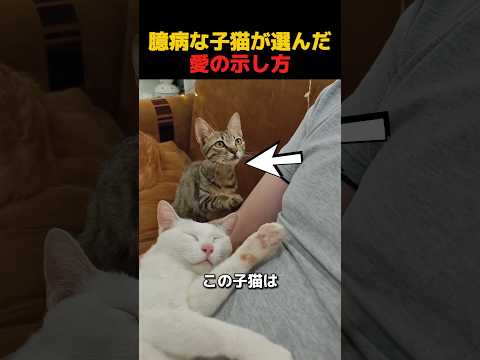 臆病な子猫が選んだ愛の示し方