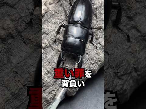 殺される前にやりましょう #クワガタ #飼育