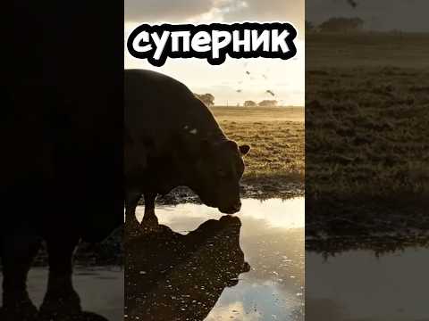 Бик у воді побачив себе, реакція здивувала! #бик #бики #тварини #bull #animals #funnyanimals #корови