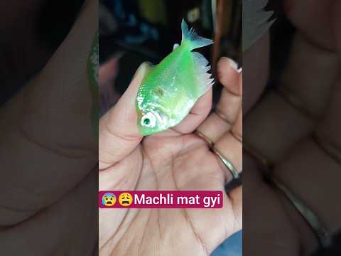 😰😭 machli mar gyi😭 aquarium fish parasites disease |greenfish# shorts #youtubeshorts #ytshorts #fish