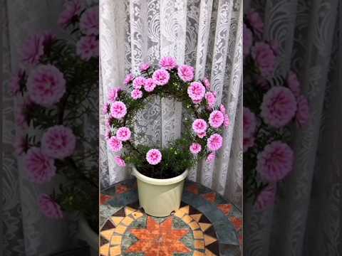 Guirlanda de onze horas #onzehoras #dicasdejardinagem #jardim #jardinagem