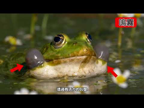 5下ch3動物的求偶行為 - YouTube(1分45秒)