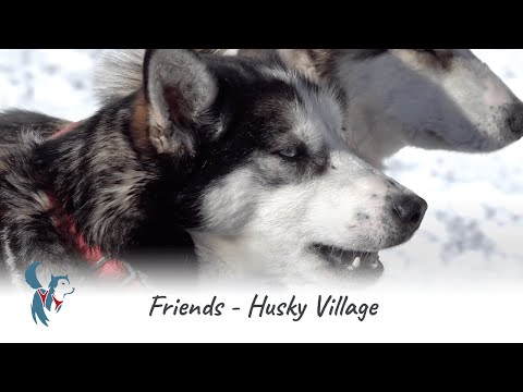 Husky Village