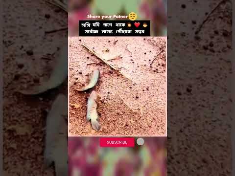 সঙ্গি যদি পাশে থাকে সর্বোচ্চ লক্ষ্যে পৌঁছানো সম্ভব।  #love #song #youtubeshorts #motive360  #music
