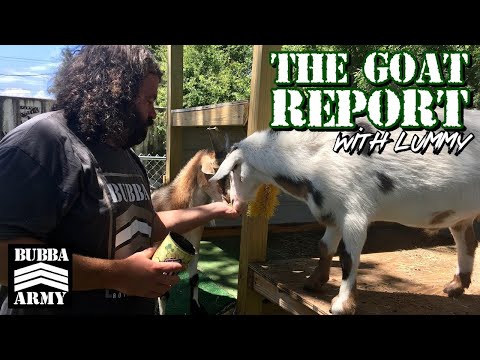 The #Goat Report with Lummy! #TheBubbaArmy #Goats #animals #Farm #2022summer