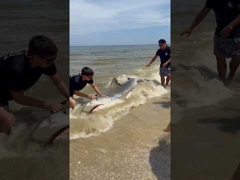 HEROS SAVE TIGER SHARK !?!
