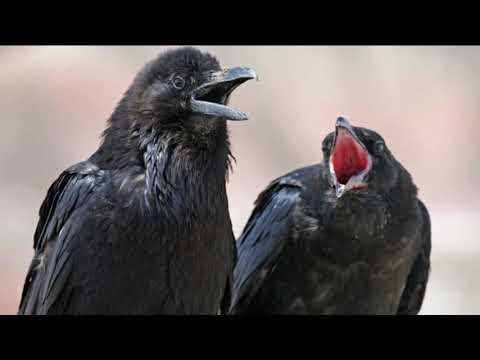 Unge lacht wie eine Krähe