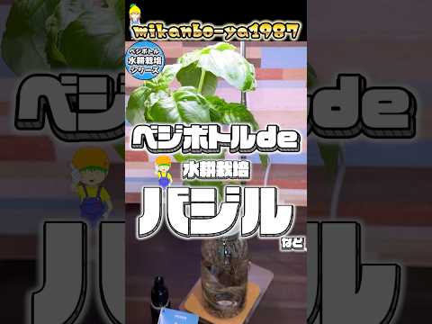 【梅雨でも育つ】ベジボトルという最強の水耕栽培キットを見つけました! #家庭菜園