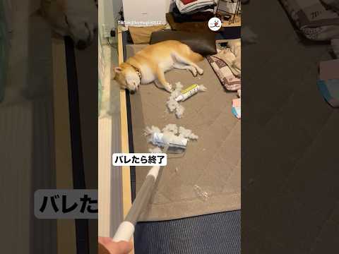 猫の動画サムネイル - 【柴犬】片付けすると怒るので…🤫｜PECO