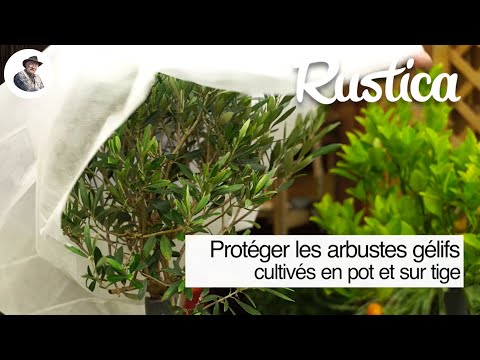 Protéger les arbustes gélifs cultivés en pot et sur tige