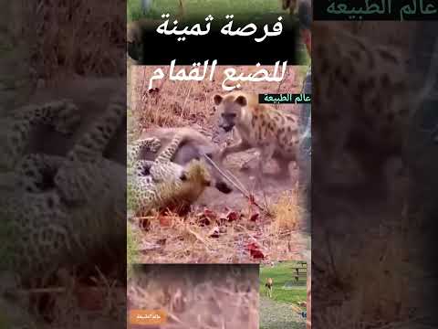 فرصة الضبع القمام