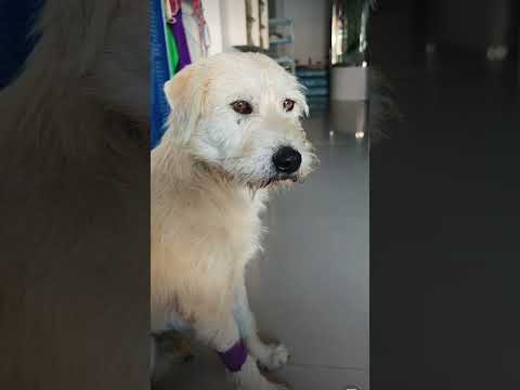 The shelter doesn't feel like shelter without the king Charles alpha dog's roar.