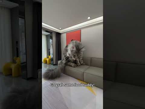 Pets Mini House Tour - Into the Mouse Hole - 2-year DIY Mini Home for Pets