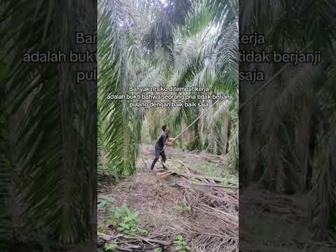 Ular piton tiba tiba muncul di saat panen sawit 😱 #videoshort