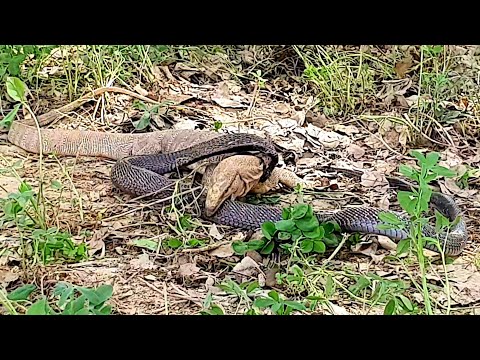 Wild Encounter of Black Cobra and Monitor Lizard