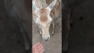 Damtier Lüneburger Heide Wildpark Juni 2026