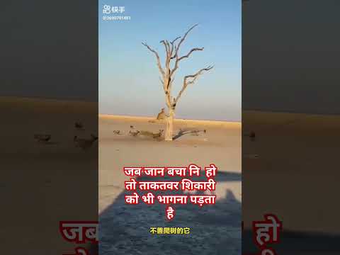 शिकारी को भी भागना पड़ता है #animal #motivation #sorts