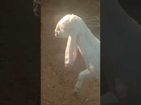 #goat #anime #trending #trendingshorts
