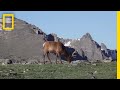 Arctic and Alpine Tundra Characteristics