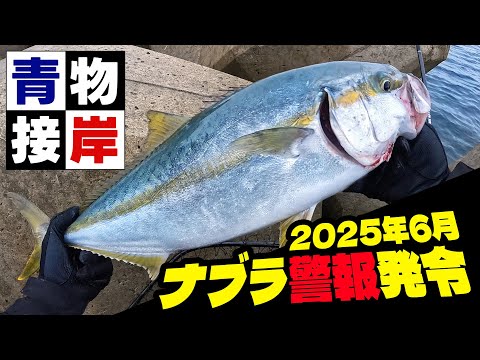【ナブラ警報】防波堤で青物祭?カタクチ接岸で色んな魚が涌きまくる6月の東北日本海