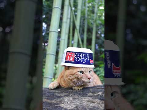 猫の動画サムネイル - テーブルマーク 東北の味 青森煮干ラーメン　250619 #cat #cute #猫のいる暮らし　#のせ猫　 #ネコ #ねこ　 #猫のいる生活　 #cutecat #pets