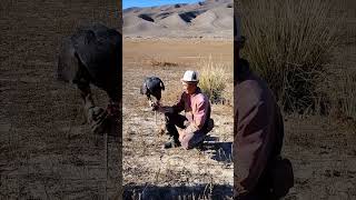 Azamat - eagle hunter