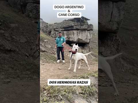 #dogoargentino #canecorso