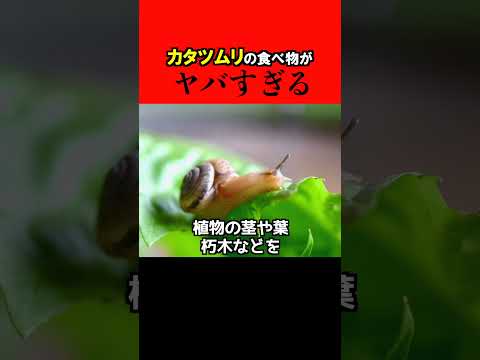 【驚愕】コンクリートを削り取るカタツムリ... #shorts