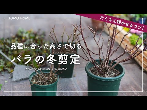 切り過ぎない バラの冬剪定・品種によって切る位置を変えよう