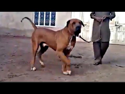 Bully Kutta "The Beast From The East"!!!