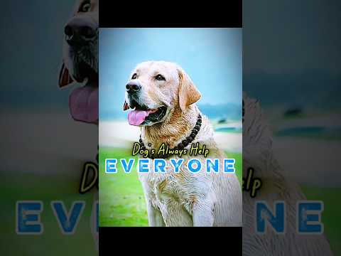 Dog's Are Always Help Everyone 😢❤️ | Dear Ghilli | #south #viralshorts