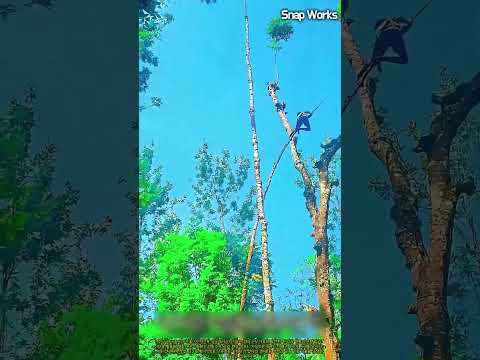 장비 없이 수목의 휨 탄성을 이용해 고공 이동하는 전통 방식 #worker #process #forestry #traditional #treeclimbing