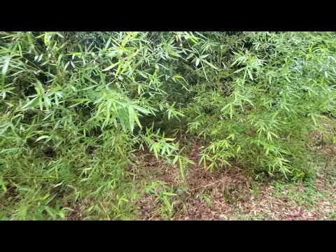 Attenzione alla canna di bambù!