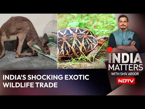 From Tortoises To Kangaroos: India's Shocking Exotic Wildlife Trade