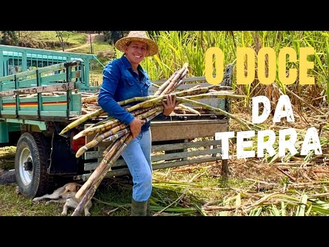 DA TERRA O AÇÚCAR - DA CANA O BOLO - VIDA SUSTENTÁVEL