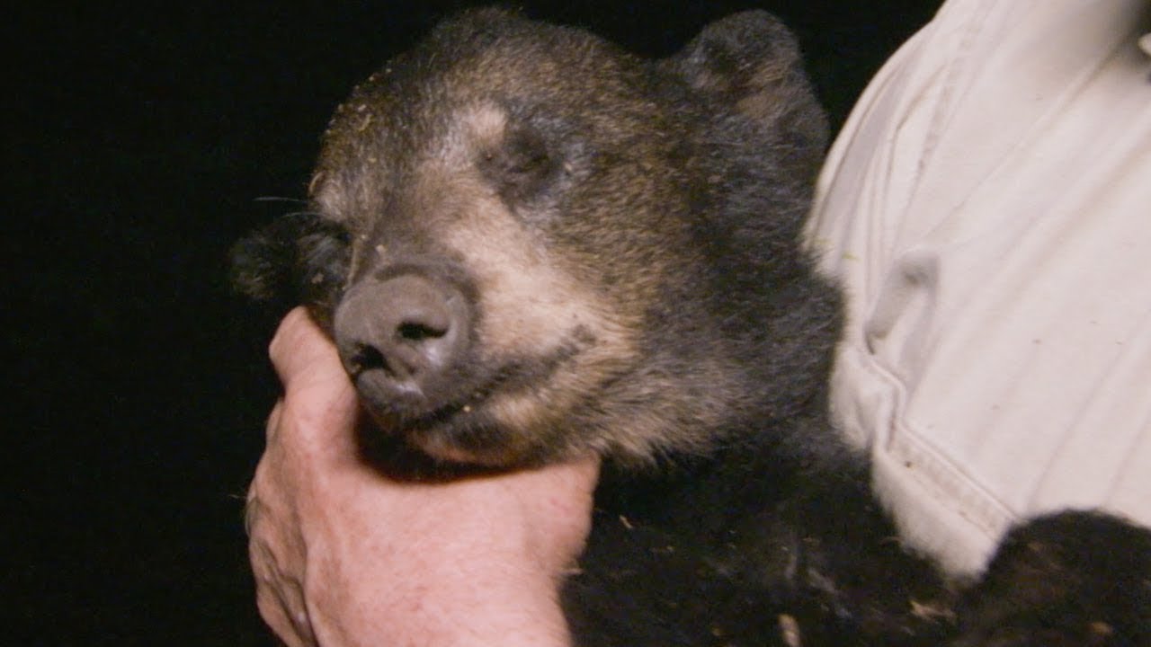 Black Bear Cub Dies Mysteriously BBC Earth