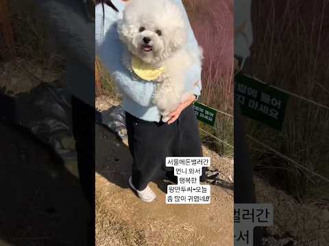 #강아지 #솜뭉치 #반려견 #강아지브이로그 #애견영상 #cute #cutedog  #cute  #미니비숑 #애견카페#핑크뮬리  언니들과 핑크뮬리보러 카페가서 신난 왕만두씨~