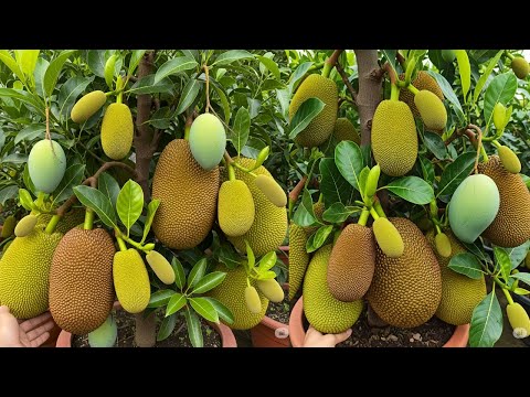 Grow Mango & Jackfruit Trees Without Seeds – Easy Cutting Method