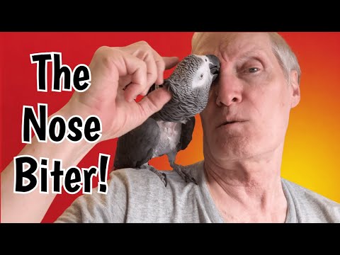 Einstein the Nose Biter: Parrot Shenanigans with Jeff!
