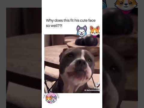 This Dog doesn't deserve this!!? Credit to RxckStxr #shorts #doglover #funny #dogs #animals