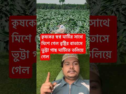 কৃষকের স্বপ্ন শেষ বাতাসে ভুট্টা গাছ মাটিতে পড়ে গেল