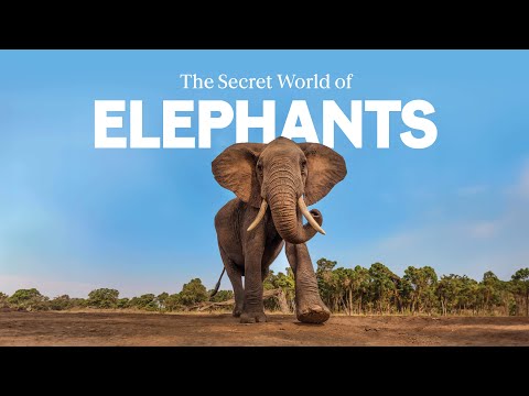 Six Things You Didn't Know About Elephants