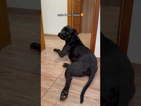 TESTANDO POR QUAIS NOMES MEU CACHORRO ME RESPONDE 🤔 #cachorro #cachorros #pitbull #sigowillpitbull