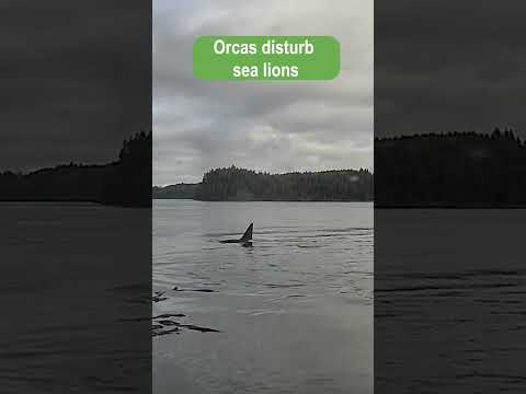 Orcas Disturb Sea Lions
