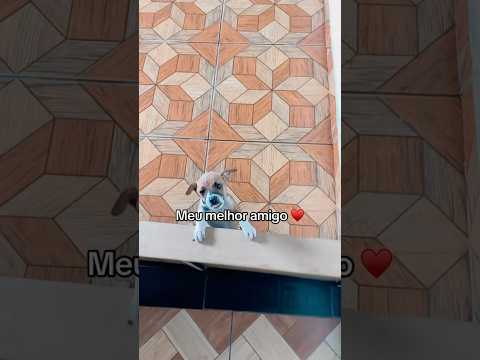 Meu melhor amigo ♥️ #mcbianodoimpera #funk #explore #humor #memes #funkbrasil #vaiprofycaramba #fyy