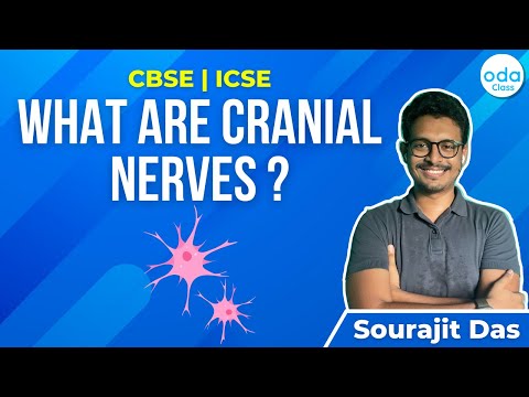 What are cranial nerves ?