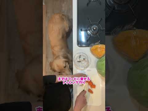 愛犬に喜ばれる！ゴールデンレトリバー向け鯛出汁の調理と活用法 サムネイル
