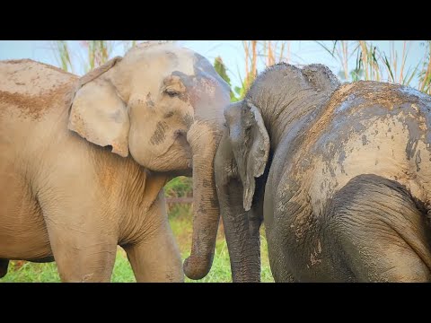 40-year-old captive elephant makes first friend