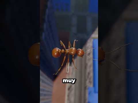 Esto ocurre si lanzas una hormiga desde gran altura #shorts